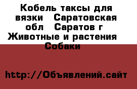 Кобель таксы для вязки - Саратовская обл., Саратов г. Животные и растения » Собаки   